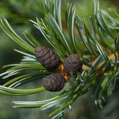 Pinus parviflora Glauca_01